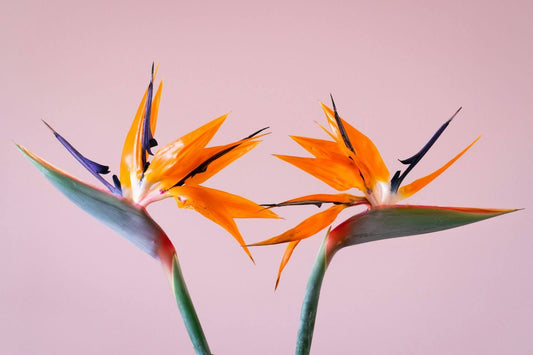 How Long Do Bird Of Paradise Flowers Last? A Guide To Longevity