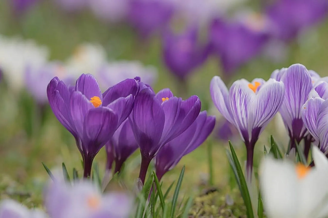 How Long Do Crocus Blooms Last And How To Keep Blooms Longer