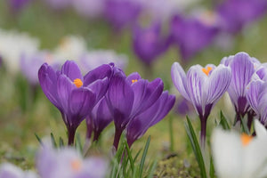 How Long Do Crocus Blooms Last And How To Keep Blooms Longer