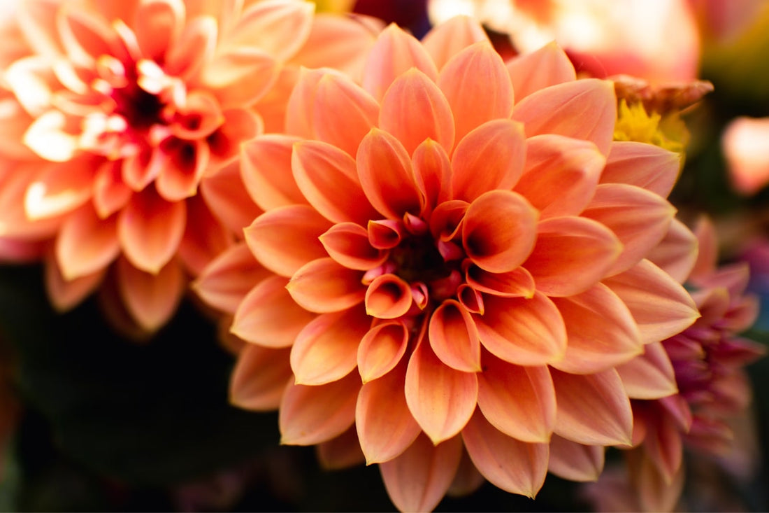 How Long Do Dahlia Flowers Last?
