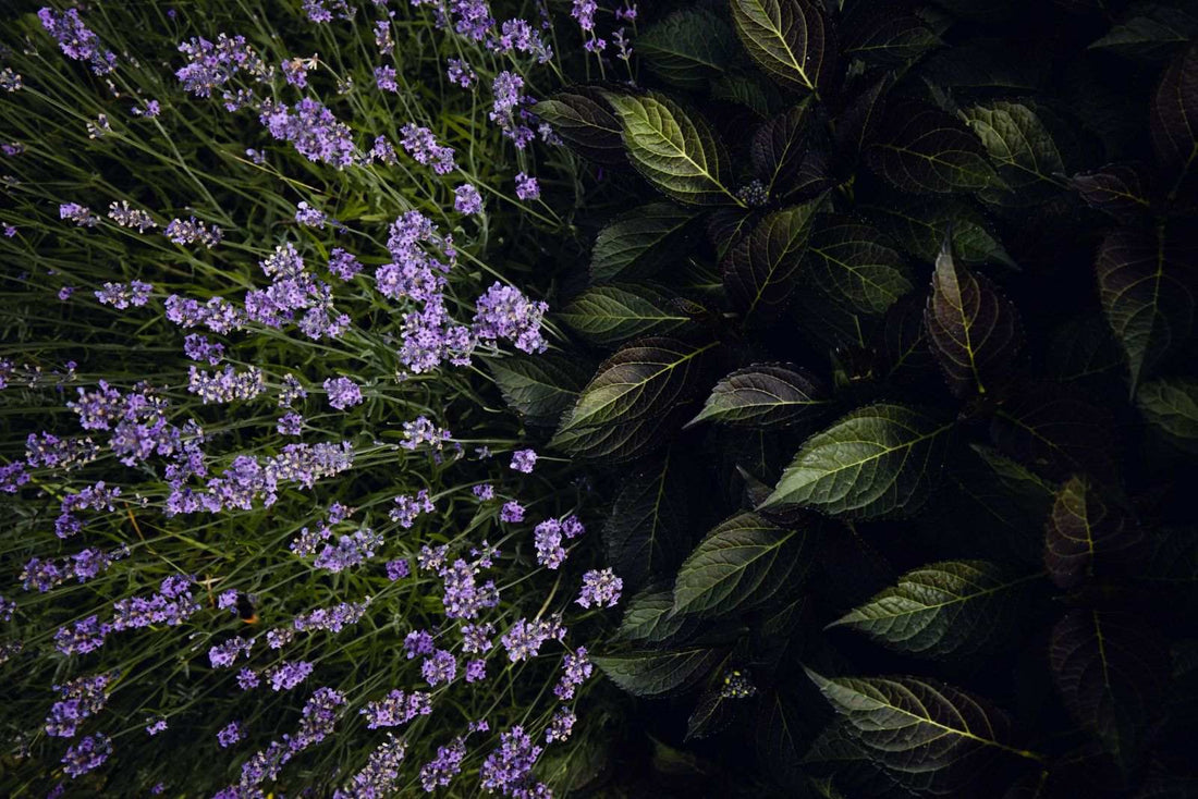 How Long Do Lavender Flowers Last? A Complete Guide