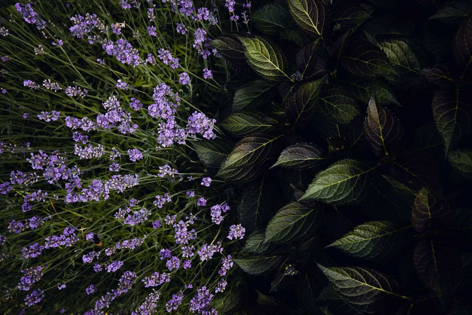 How Long Do Lavender Flowers Last? A Complete Guide