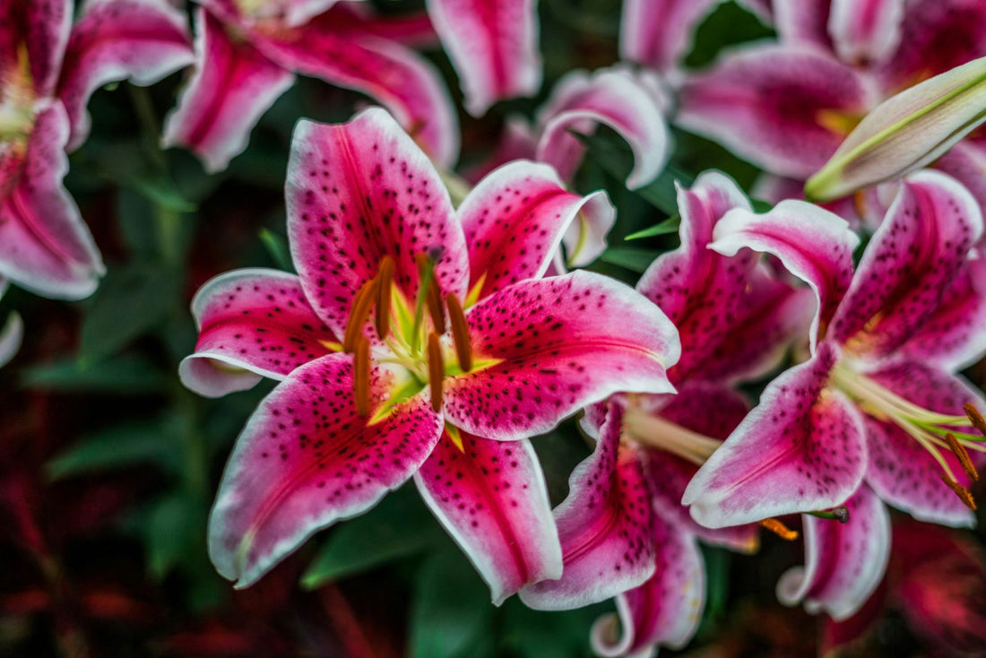 How Long Do Lilies Last? A Complete Guide to Extending Their Life