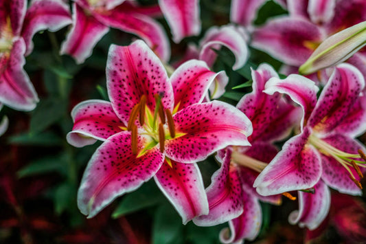 How Long Do Lilies Last? A Complete Guide to Extending Their Life
