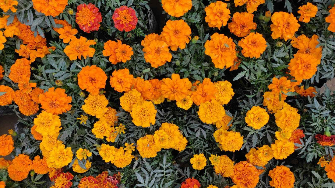 How Long Do Marigold Flowers Last? A Complete Guide