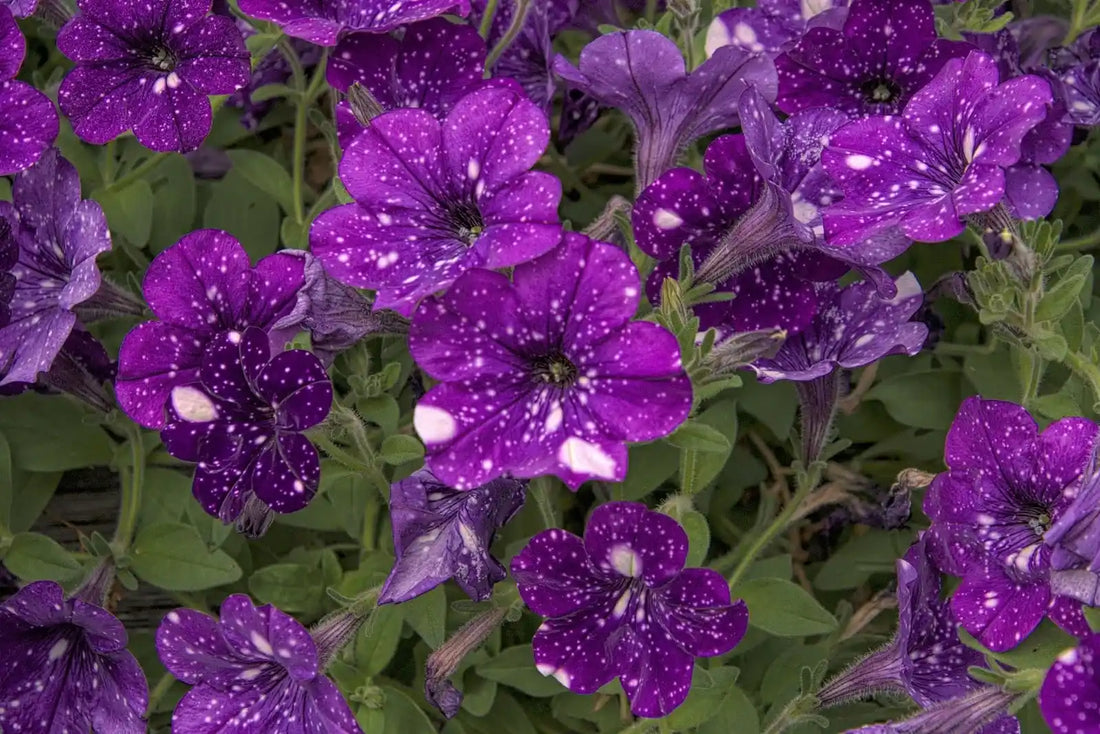 How Long Do Petunia Flowers Last in a Vase? A Care Guide