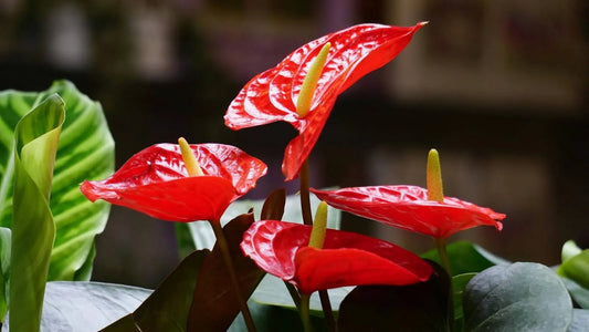 How To Care For Anthurium: The Ultimate Guide To Long-Lasting Blooms