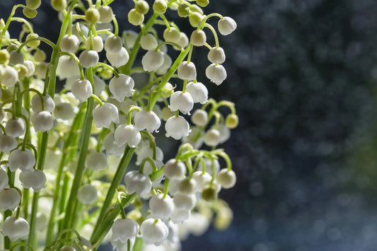 How To Care For Lily Of The Valley: 6 Tips For Healthy Blooms