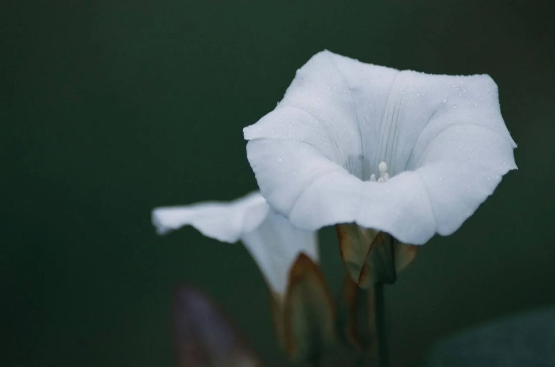 How To Care For Morning Glory: A Guide To Ephemeral Beauties
