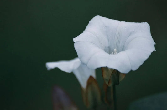 How To Care For Morning Glory: A Guide To Ephemeral Beauties