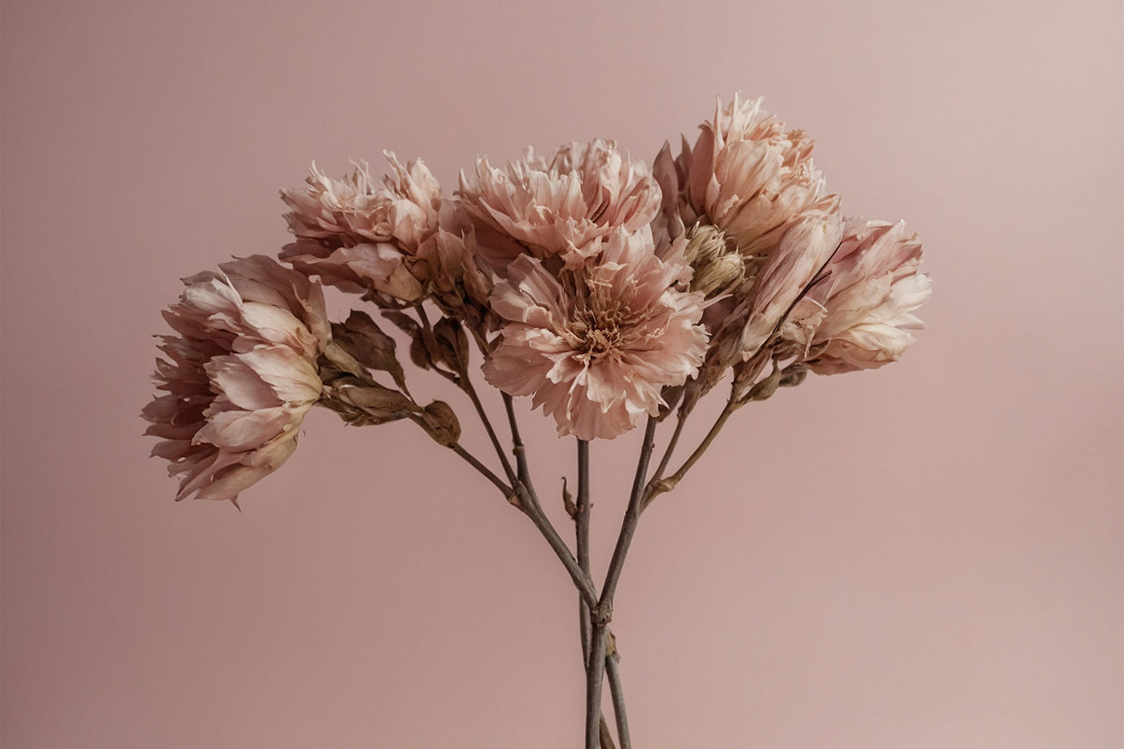 How To Dry Carnations: 7 Simple And Natural Methods That Work