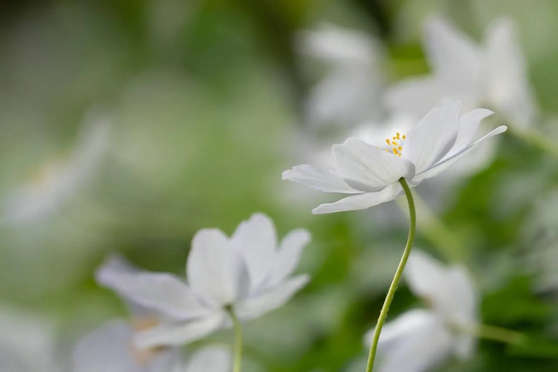 How To Master Anemone Flower Care For Bright, Happy Blooms