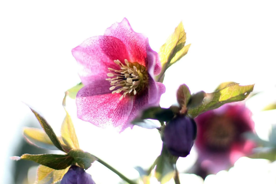 Interesting Meanings Of The Hellebore Flower