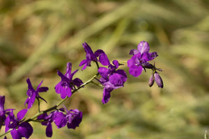 Larkspur Flower Meaning: Symbolism, Colours, and Significance