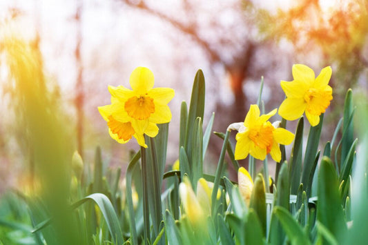 What Do Daffodils Symbolise? 10 Surprising Meanings