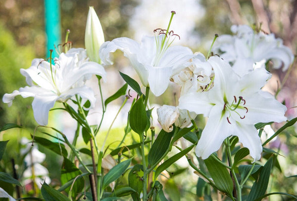 11 Flowers That Represent Peace And Serenity