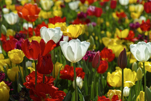 Interesting Facts About Tulips