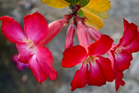 Flowers That Bloom Only At Night 