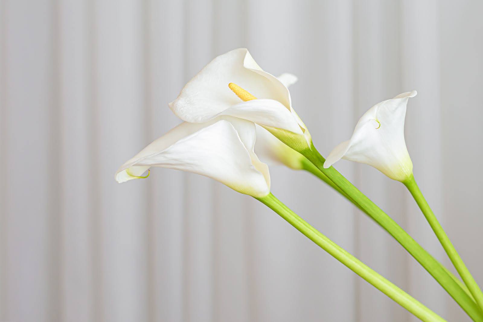 The Meaning Of Calla Lily
