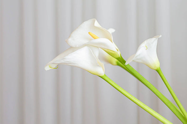 马蹄莲的含义：这种优雅的花象征着什么
