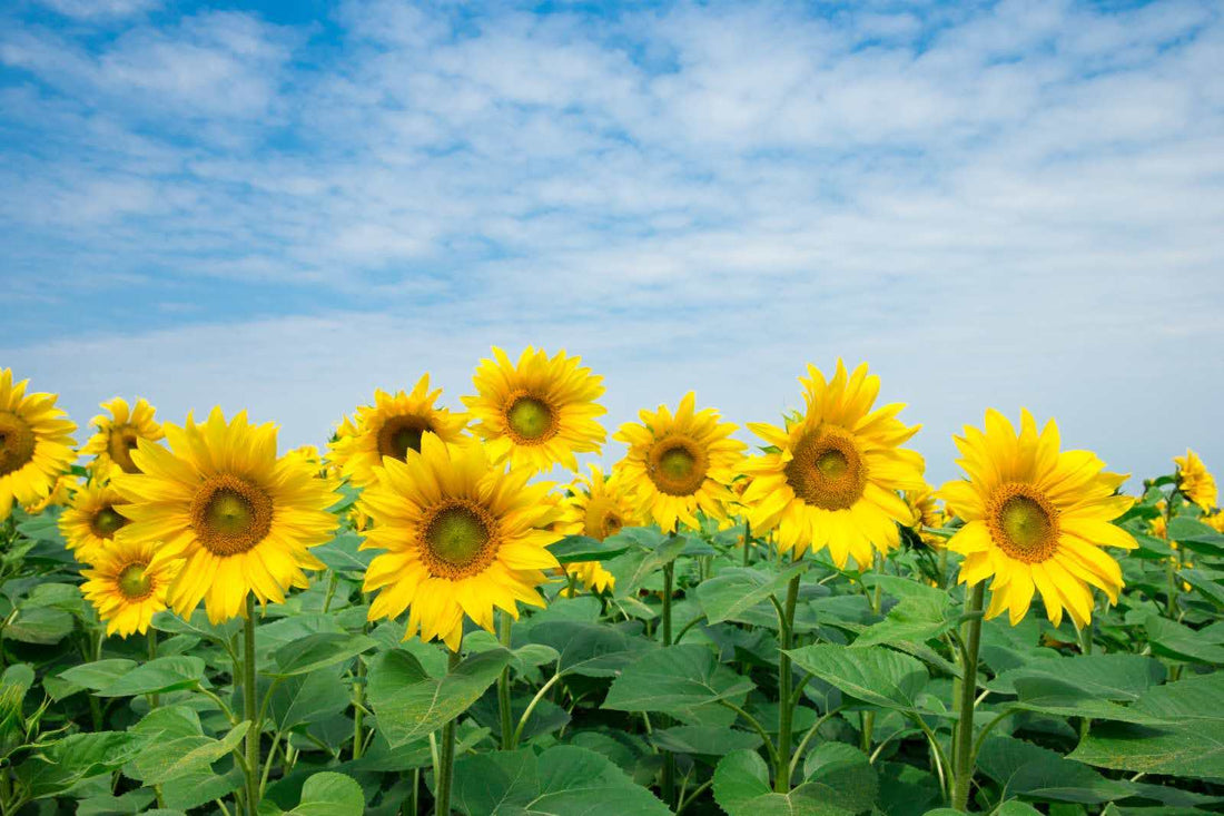 The Meaning Of Sunflowers