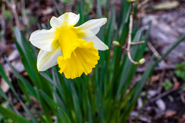 Meet 21 Different Types Of Daffodils That’ll Brighten Up Your Day
