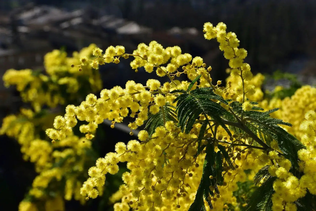 Mimosa Flower Meanings And Representations