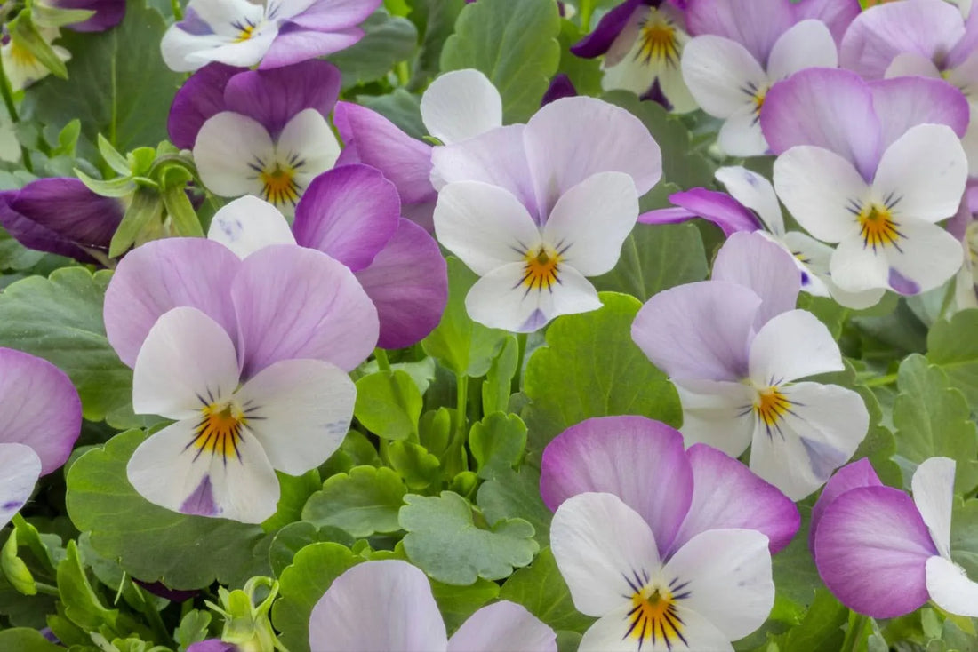 Pansy Flower Care: Keep Your Bouquet Beautiful