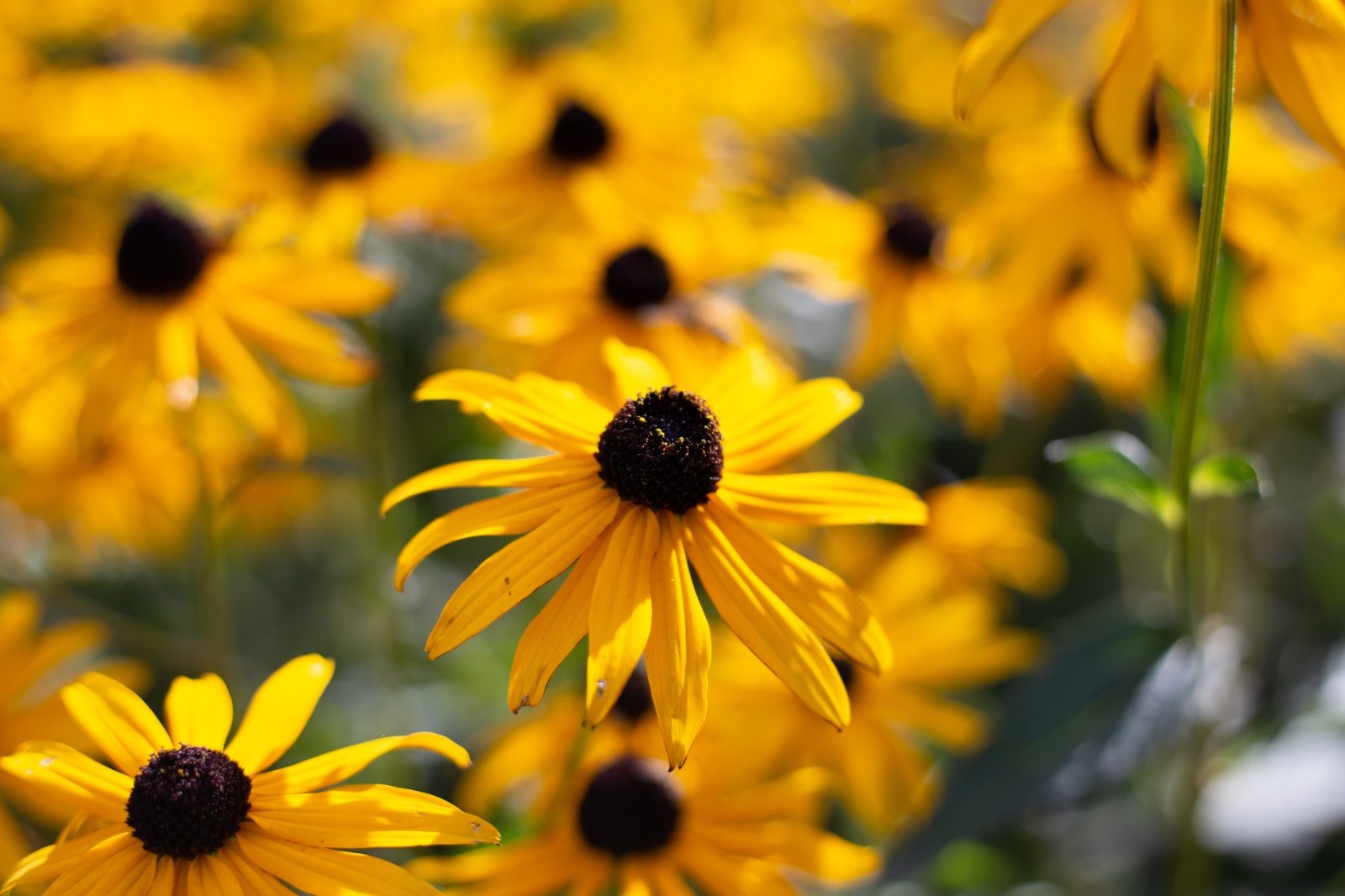Sunshine In Bloom: 23 Flowers That Look Like Sunflowers