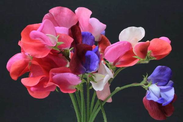 香豌豆花:含义、象征与色彩