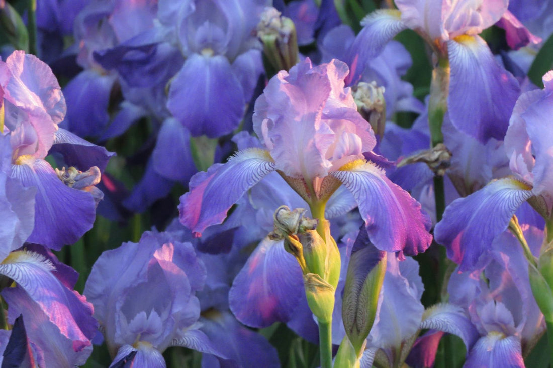 The Complete Guide 5 to Iris Flower Meaning and Symbolism