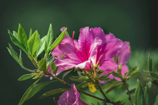 The Complete Guide To Azalea Meaning And Symbolism
