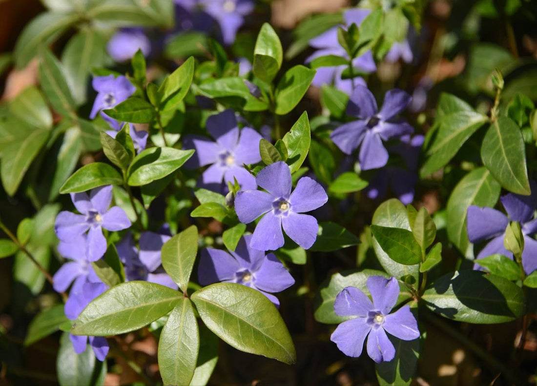 The Complete Guide To Periwinkle Flower Meaning And Symbolism