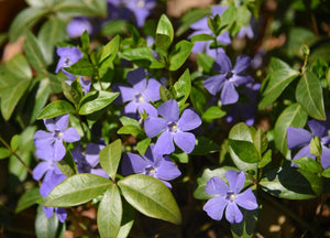 The Complete Guide To Periwinkle Flower Meaning And Symbolism