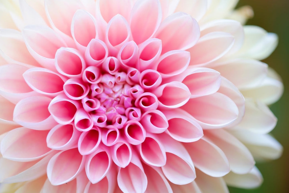The Dahlia Flower Season: A Full Guide