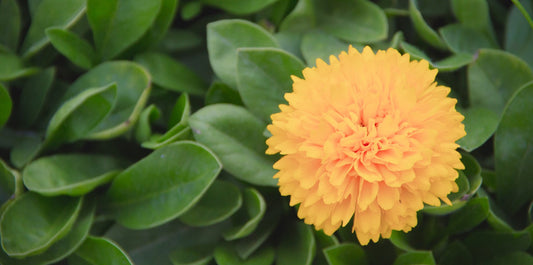 The Enduring Charm Of The Gomphrena Flower And Its Meaning