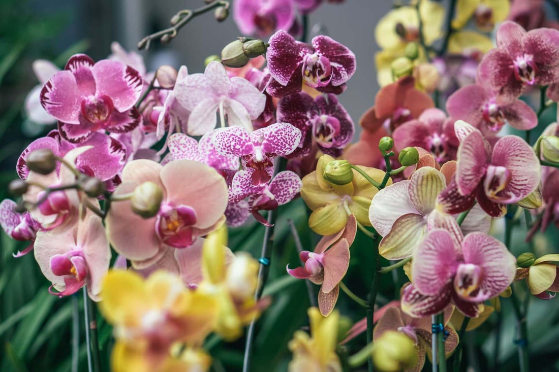The Enduring Elegance of Orchids: How Long Do Orchids Last?