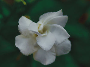 The Fleeting Beauty: How Long Do Gardenia Flowers Last