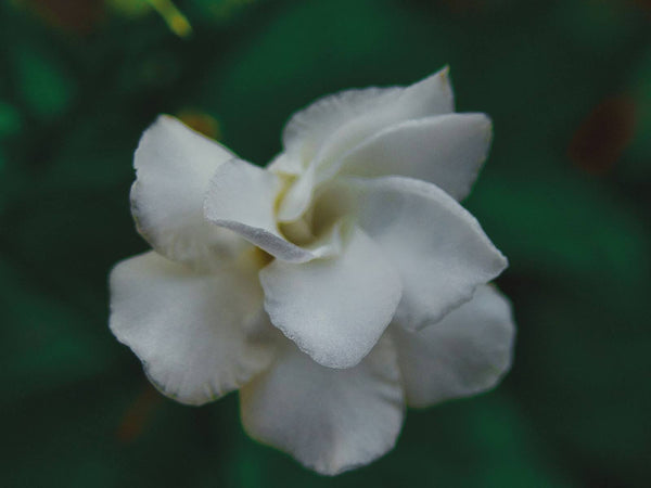 转瞬芳华:栀子花的花期有多长