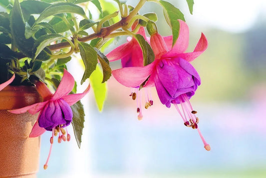 The Fuchsia Flowers Meaning and Why It Captures Hearts