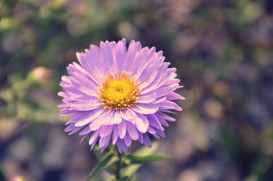 The Hidden Aster Flower Meaning and Its Beautiful Symbolism