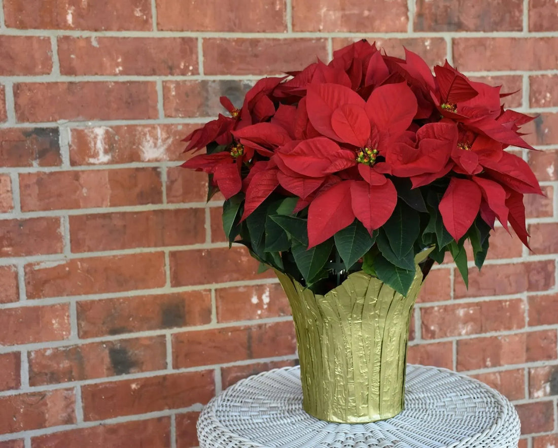 The Holiday Flower: Why Are Poinsettias Christmas Flowers