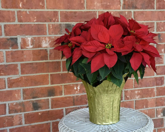 The Holiday Flower: Why Are Poinsettias Christmas Flowers