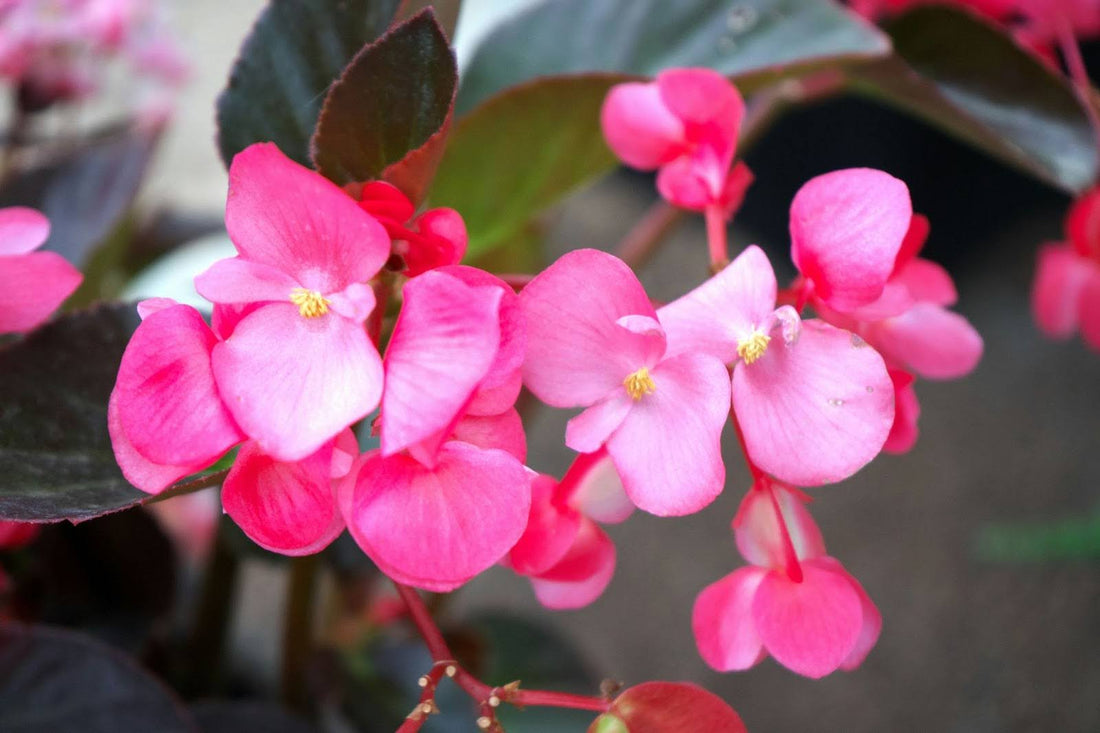 The Meaning And Symbolism Of Begonia Flowers
