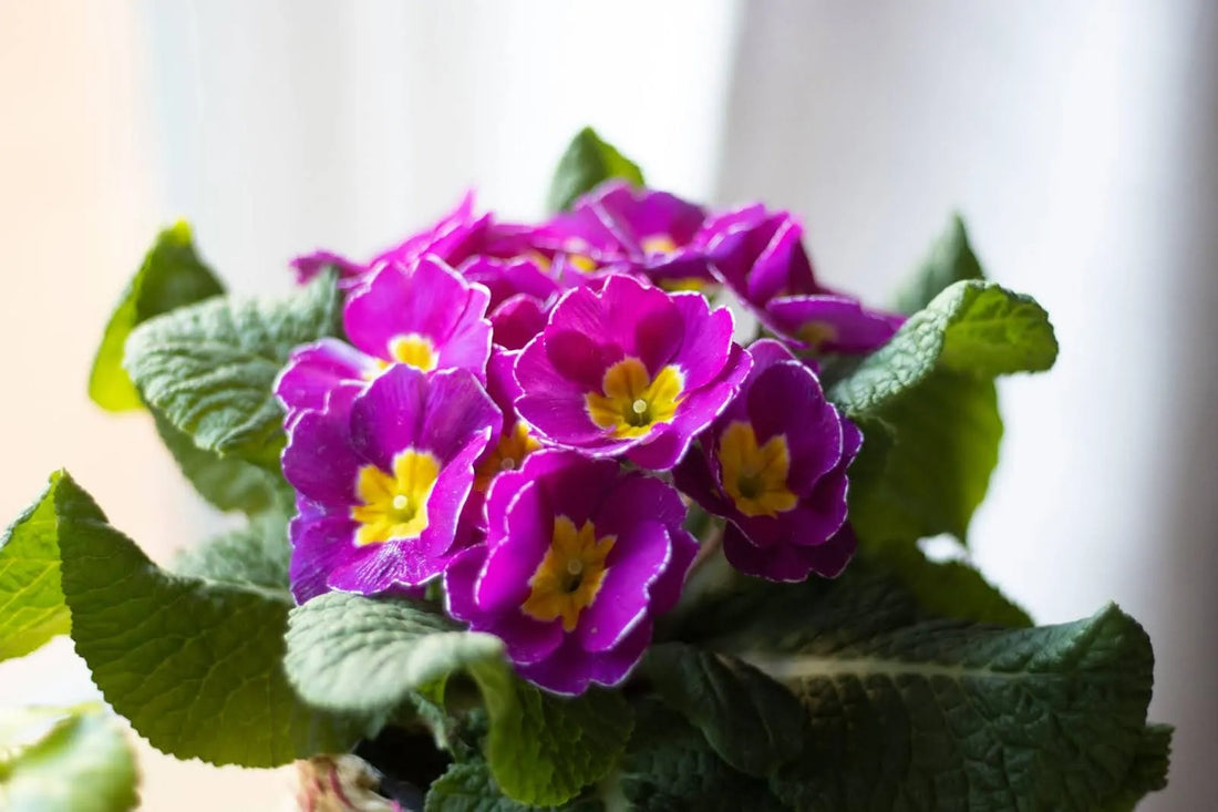 The Meaning Of The Primrose Flower: A Guide To Its Symbolism