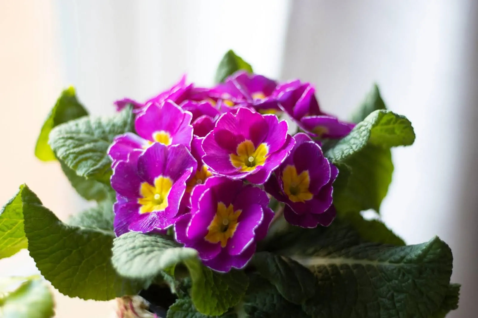 The Meaning Of The Primrose Flower: A Guide To Its Symbolism