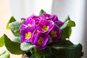 The Meaning Of The Primrose Flower: A Guide To Its Symbolism