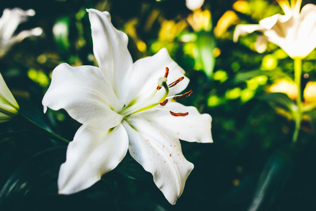 The Meaning of Lilies and Symbolism Behind a Beloved Flower
