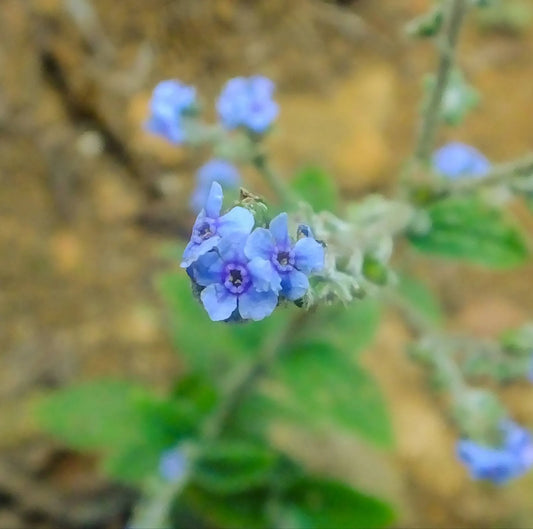 The True Forget Me Not Flower Meaning And What It Symbolises