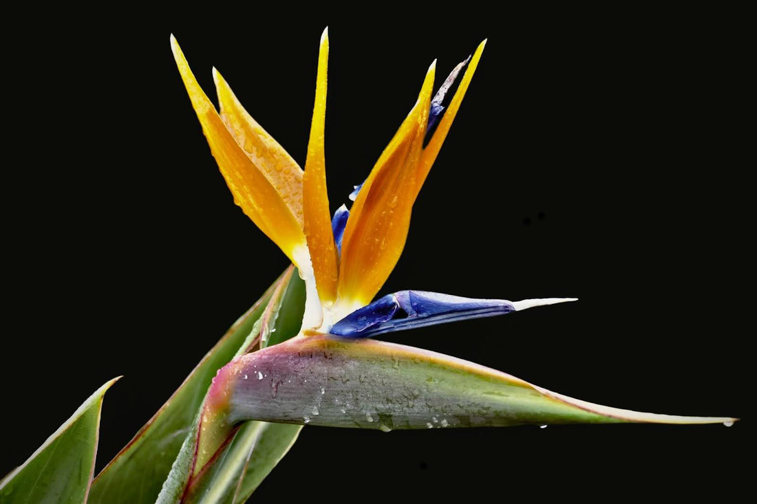 The Ultimate Guide To Bird Of Paradise Flower Care In Singapore